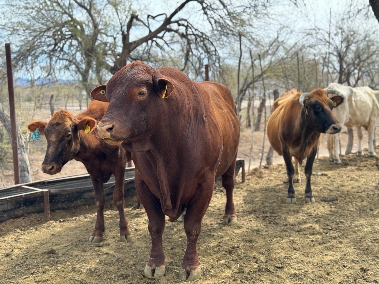 Avanza proceso de certificación nivel 1 del programa de Tuberculosis Bovina en Sonora: Sagarhpa